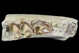 Oreodont Jaw Section With Teeth - South Dakota #81946-3